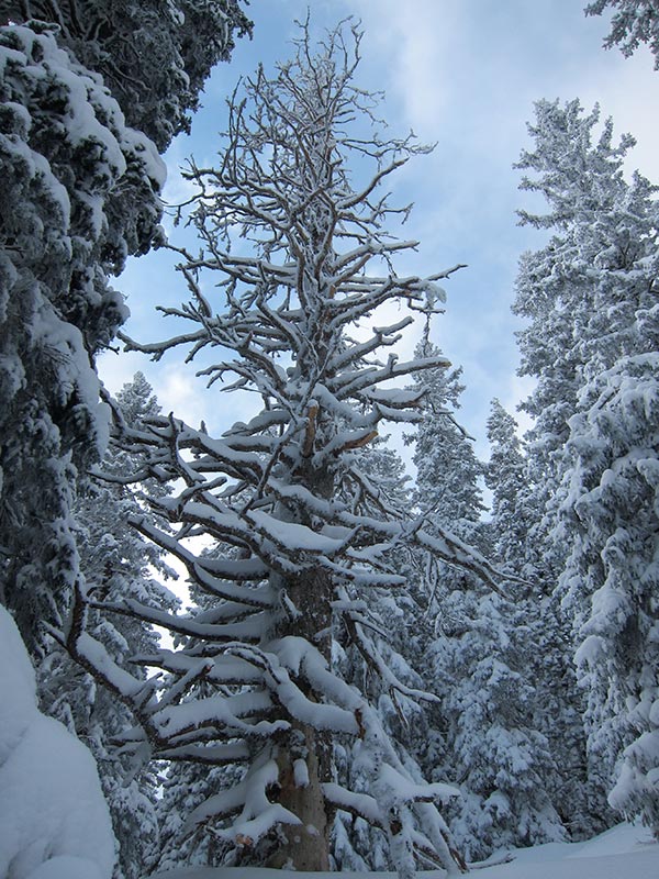 Kuhschneeberg